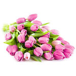 Bouquet of Lilac Tulips
