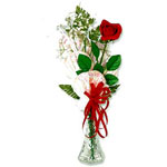 Single Red Rose