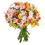 Peruan Lilies Bouquet